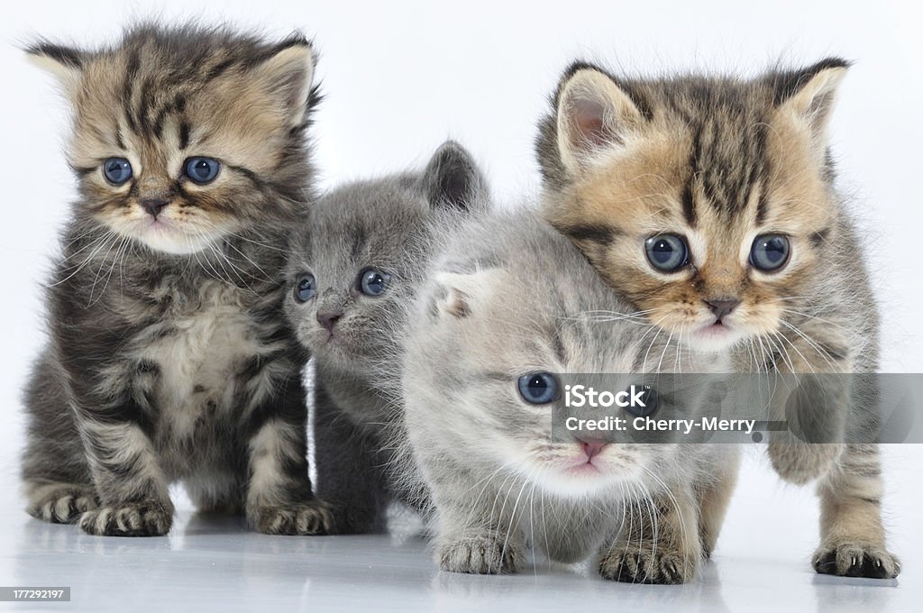 group of little kittens group of small 3 weeks old kittens posing Activity Stock Photo