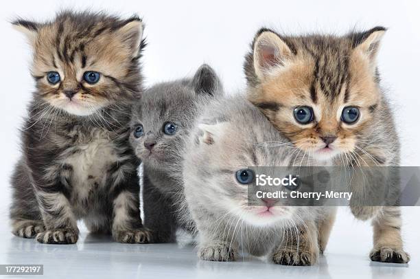 Group Of Little Kittens Stock Photo - Download Image Now - Activity, Animal, Animal Family