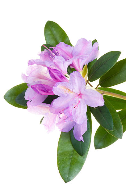 istock Pink rhododendron, azalea 177292251