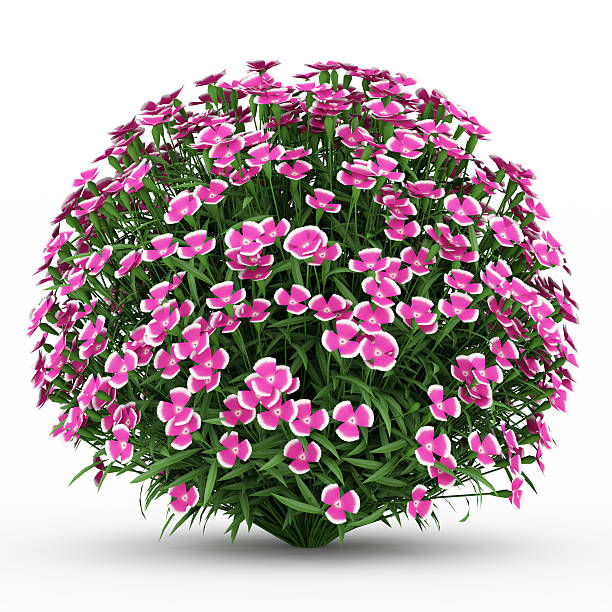 istock alpine pink flowers isolated on white background 177292385