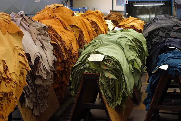 A step in the process of tanning ostrich leather skins.