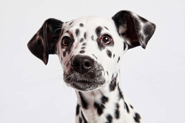 Close-up of a sweet Dalmatian puppy dog Studio Lit head shot of a Dalmatian Puppy on a white/grey background. dalmatian dog photos stock pictures, royalty-free photos & images