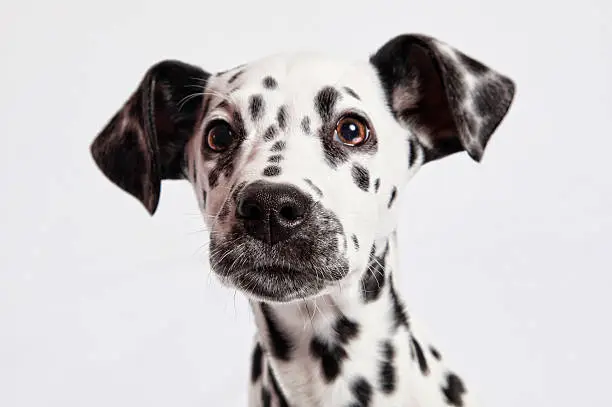 Studio Lit head shot of a Dalmatian Puppy on a white/grey background.