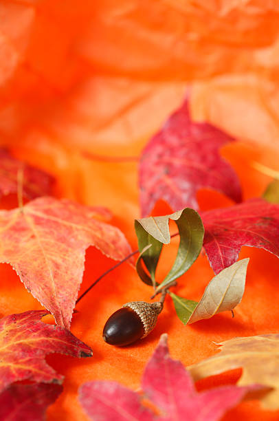 acorn et de feuilles d'automne - Photo