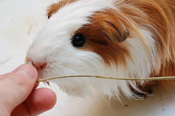 istock Guinea pig smelling hay 177292519