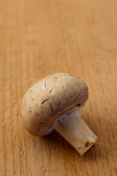 field agaric stock photo