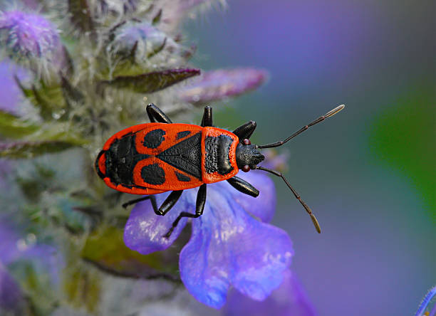 Pyrrhocoris apterus ストックフォト