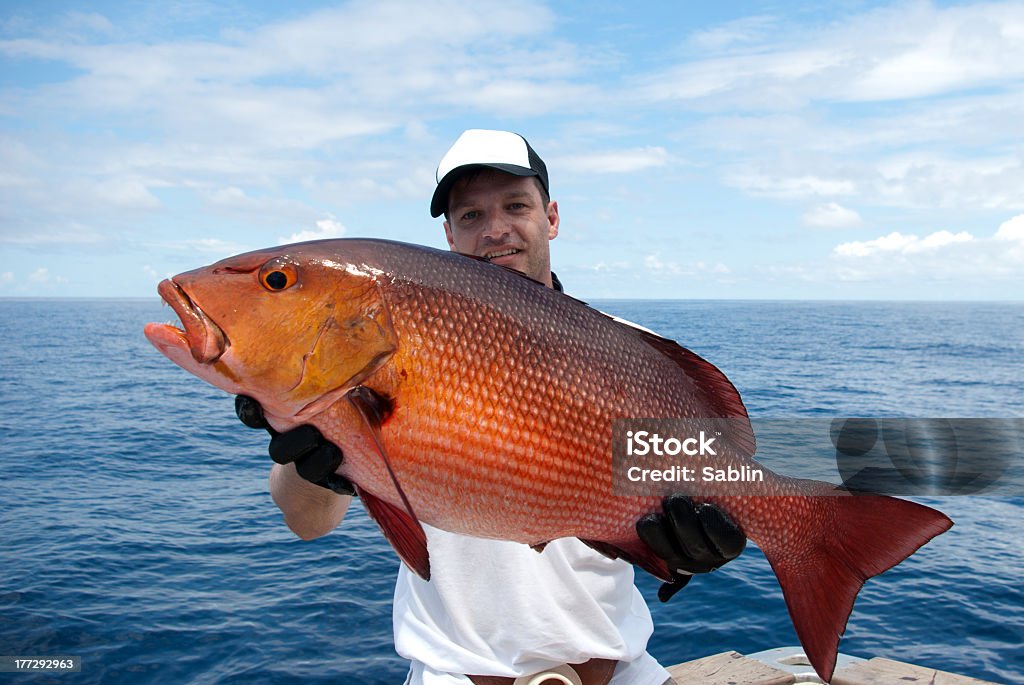 red Schnapper - Lizenzfrei Fischen Stock-Foto