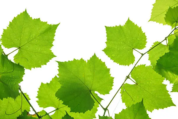 Grape leaves after rain  on white background