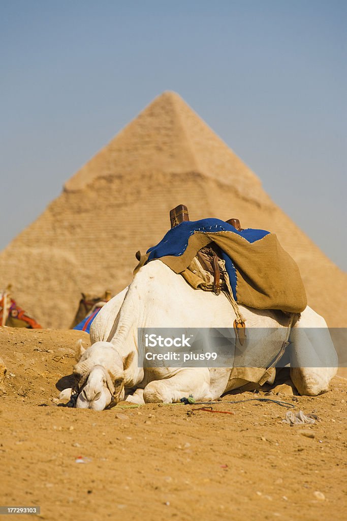 Triste blanco camello pirámide de Giza de El Cairo - Foto de stock de Acostado libre de derechos