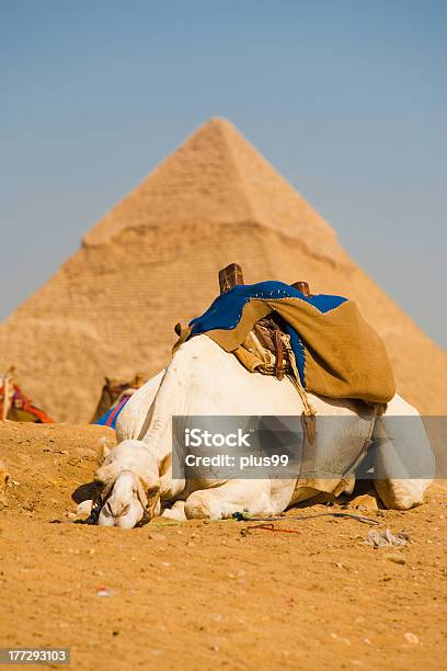 Triste Blanco Camello Pirámide De Giza De El Cairo Foto de stock y más banco de imágenes de Acostado - Acostado, Animal, Animales salvajes