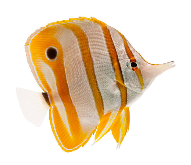 copperband-falterfisch - copperband butterflyfish stock-fotos und bilder