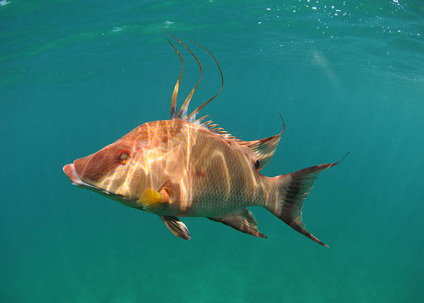 hogfish nadando debaixo d'água - macaca - fotografias e filmes do acervo