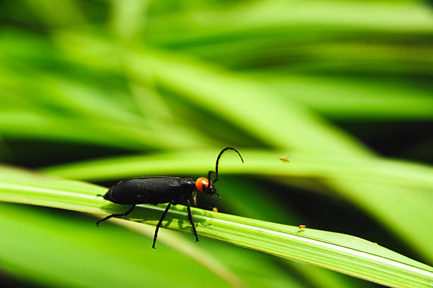 Leptura beetle stock photo