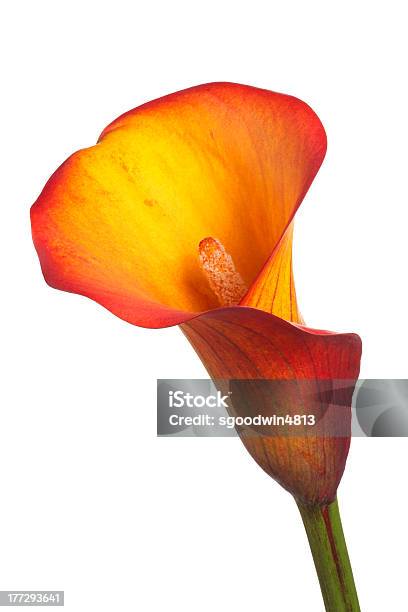 Single Flower Of An Orange Calla Lily Stock Photo - Download Image Now - Arum Lily, Beauty In Nature, Blossom
