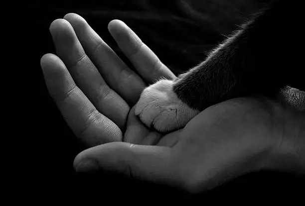  Man's hand holding a cat's paw.