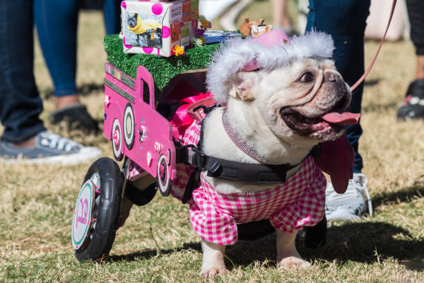 собака-инвалид надела костюм барби на конкурс на хэллоуин - atlanta pride стоковые фото и изображения