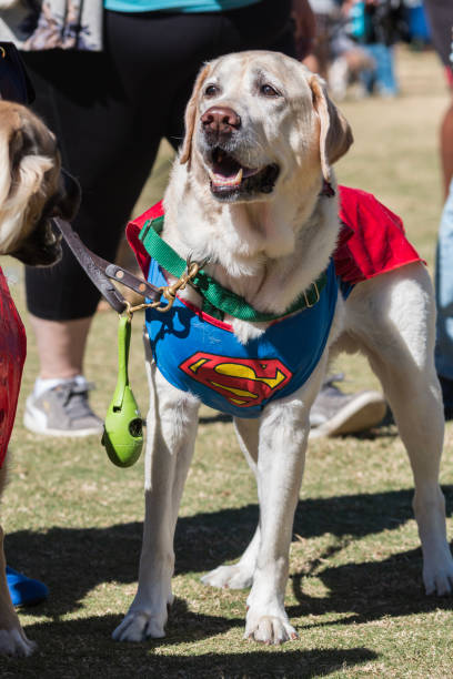 dog wears superman costume with cape at atlanta halloween festival - superman superhero heroes cape imagens e fotografias de stock