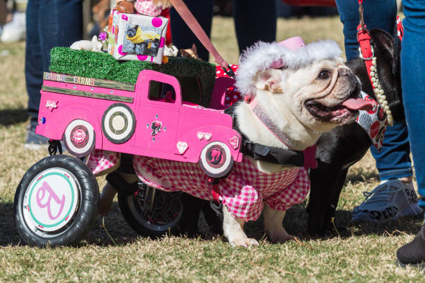 il cane disabile indossa il costume di barbie nel concorso di halloween - atlanta pride foto e immagini stock