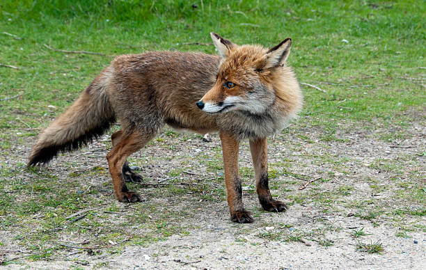 istock wil red fox in Holland 177294578
