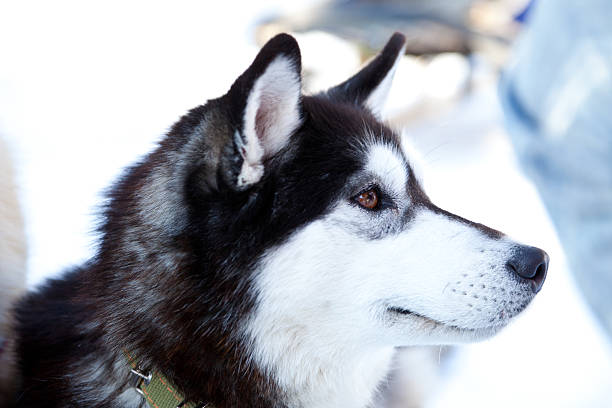 istock Portrait of a dog 177294610