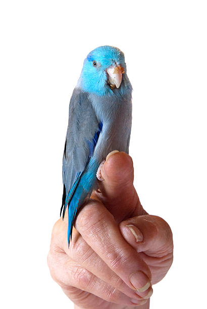 Miniature Parrot stock photo