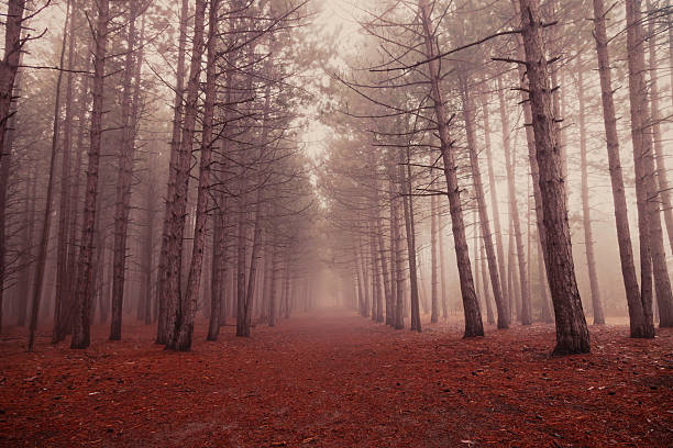 Enchanted forêt - Photo