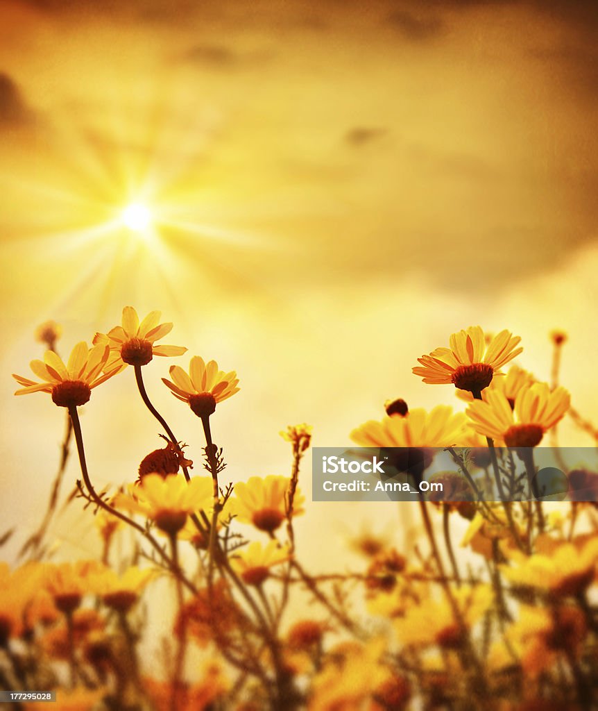 Flowers over warm sunset Yellow fresh daisy field, blooming spring flowers over warm sunset, wildflower meadow, peaceful glade, beautiful garden plant, natural floral old vintage background with sun light, retro style picture Agricultural Field Stock Photo