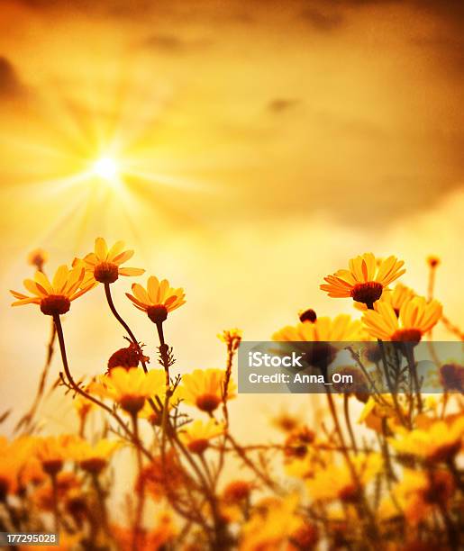 Flowers Over Warm Sunset Stock Photo - Download Image Now - Agricultural Field, Beauty In Nature, Bright
