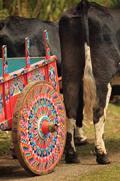 istock Ox Cart in Costa Rica 177295058