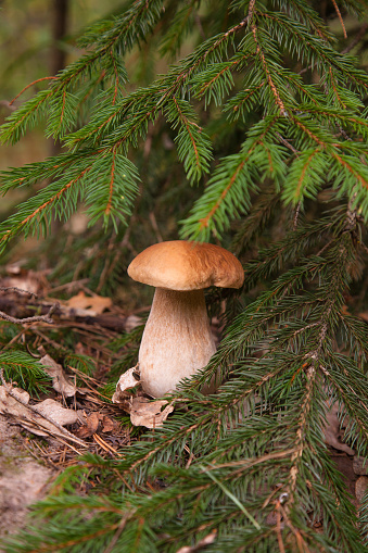 Boletus mushroom in the wild. Porcini mushroom (cep, porcino or king bolete, usually called boletus edulis) growing in an autumn pine tree forest.