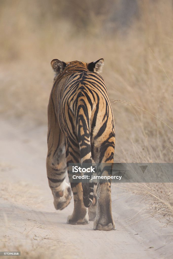 Bengal tiger walking away A high resolution image of a wild bengal tiger walking away on a dirt road in India Animal Stock Photo