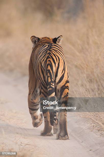 Bengal Tiger Walking Away Stock Photo - Download Image Now - Animal, Animal Hair, Animals Hunting