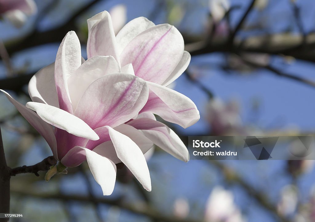 Magnolia kwiat - Zbiór zdjęć royalty-free (Bez ludzi)