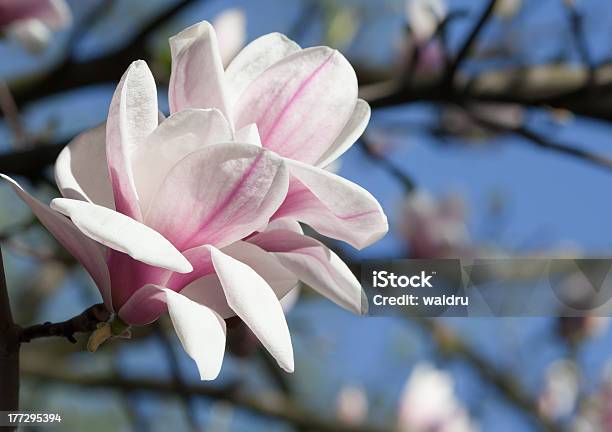Magnolia Kwiat - zdjęcia stockowe i więcej obrazów Bez ludzi - Bez ludzi, Bliskie zbliżenie, Dzień