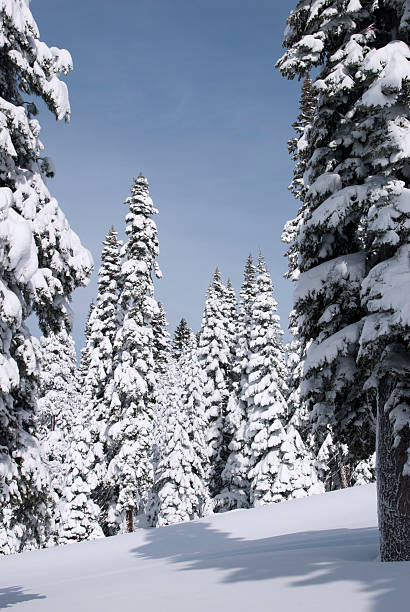Winter Forest stock photo