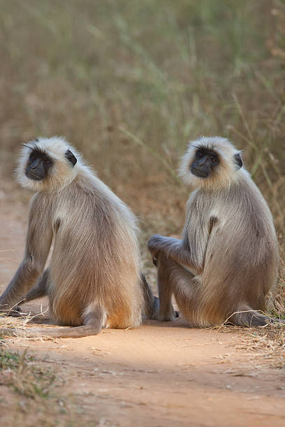 istock Pair of common Langur's in india 177295465