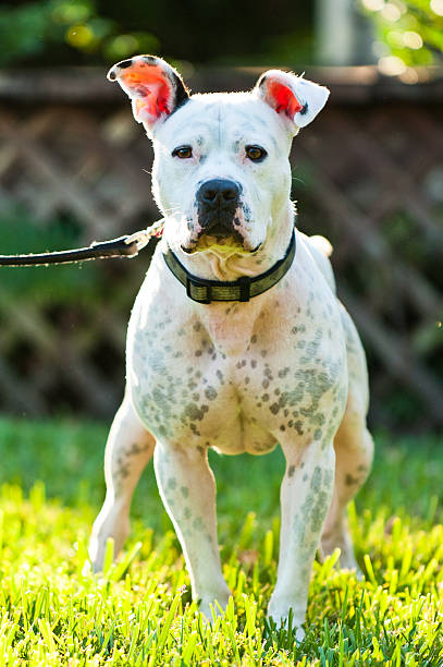 istock American Bulldog mix standing in the grass 177295636