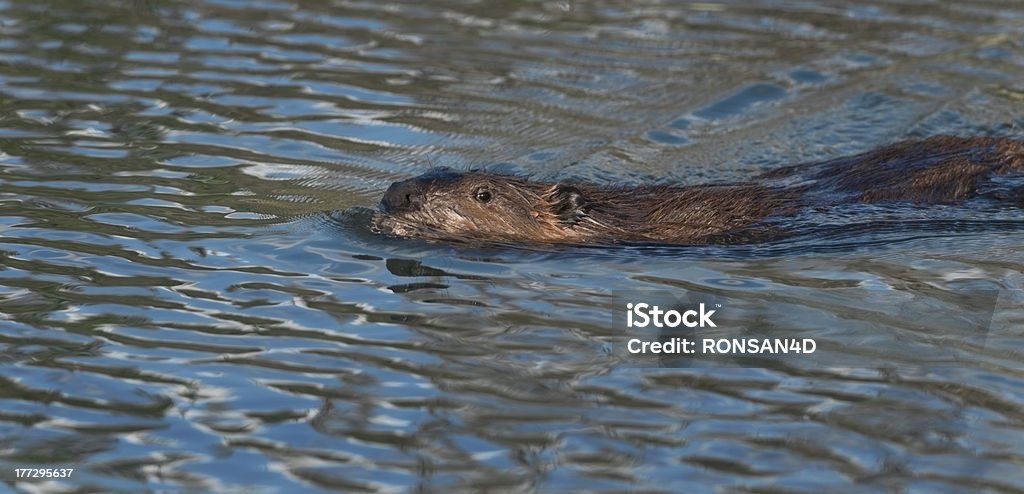 Beaver - Foto de stock de Aire libre libre de derechos