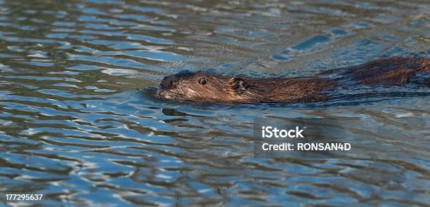 Foto de Beaver e mais fotos de stock de Alasca - Estado dos EUA - Alasca - Estado dos EUA, Animal, Animal selvagem