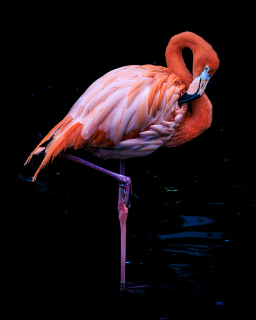 Beautiful red flamingos photo in a daytime