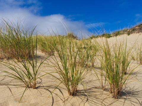 Beachgrass seedlings taking hold in the sand dunes of Cape Cod bay near Wellfleet. Beach grass is essential for dune restoration and coastline protection.