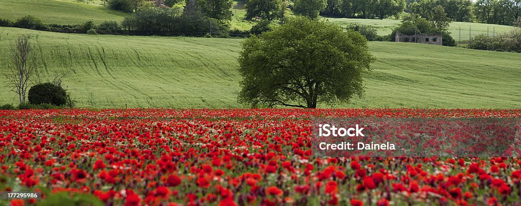 Tuscany - field of poppies tuscany panoramic landscaped with field of poppies and beautiful tree in the summer Agricultural Field Stock Photo