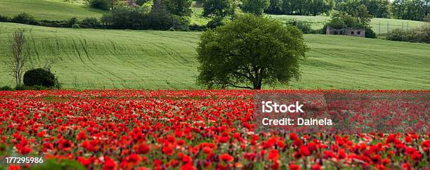 Tuscany Field Of Poppies Stock Photo - Download Image Now - Agricultural Field, Agriculture, Cultures