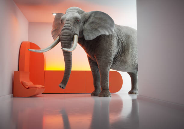 istock Elephant walking in the house interior. 1772960580