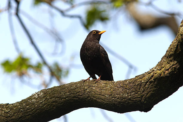 istock Blackbird in habitat 177296104