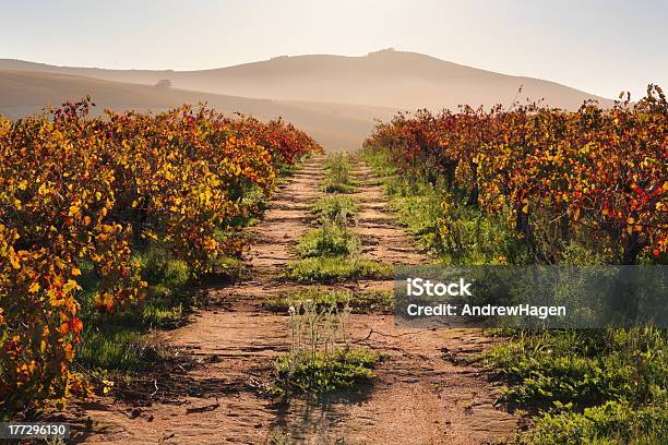 Road Through Golden Vines Stock Photo - Download Image Now - Agricultural Field, Agriculture, Autumn