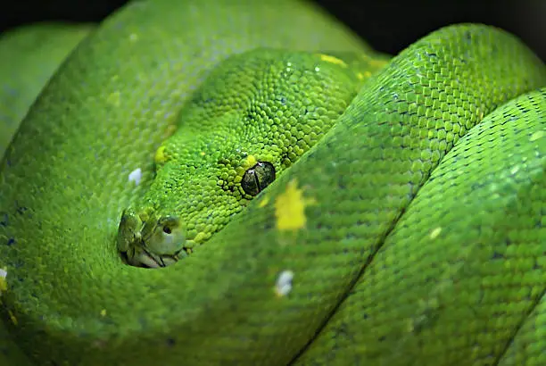 Green Boa Snake (Corallus caninus or Emerald Tree Boa). Close up macro shot, using shallow depth of field