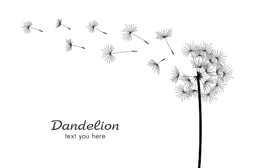 One dandelions blowing in the wind. isolated on white background