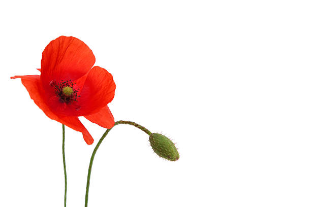 flor de papoula-dormideira - poppy flower petal stamen imagens e fotografias de stock